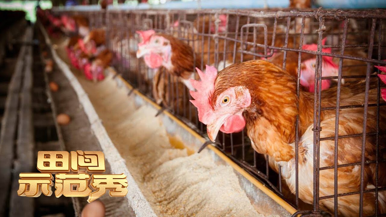 蛋鸡增产有门道！最佳光照时间和强度现场公开，看看专家都有什么养鸡高招！丨「田间示范秀」20230222