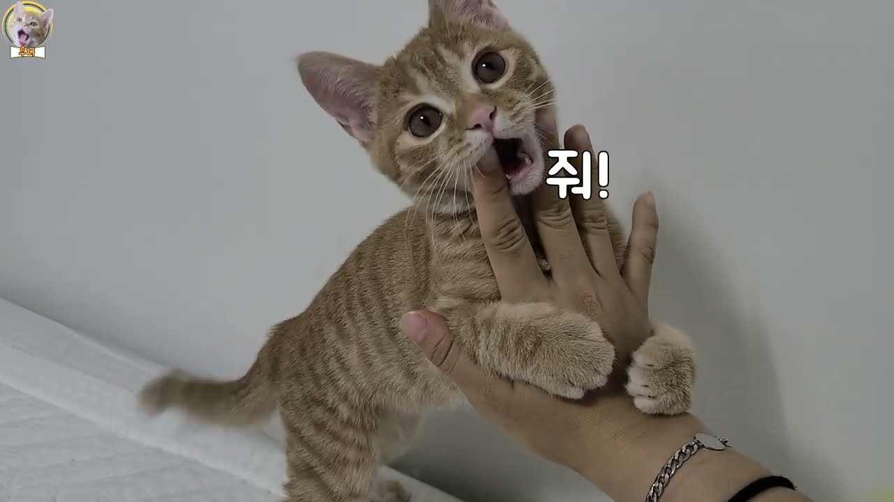 캣유딩 고양이한테 쥐를 줘봤다..☆