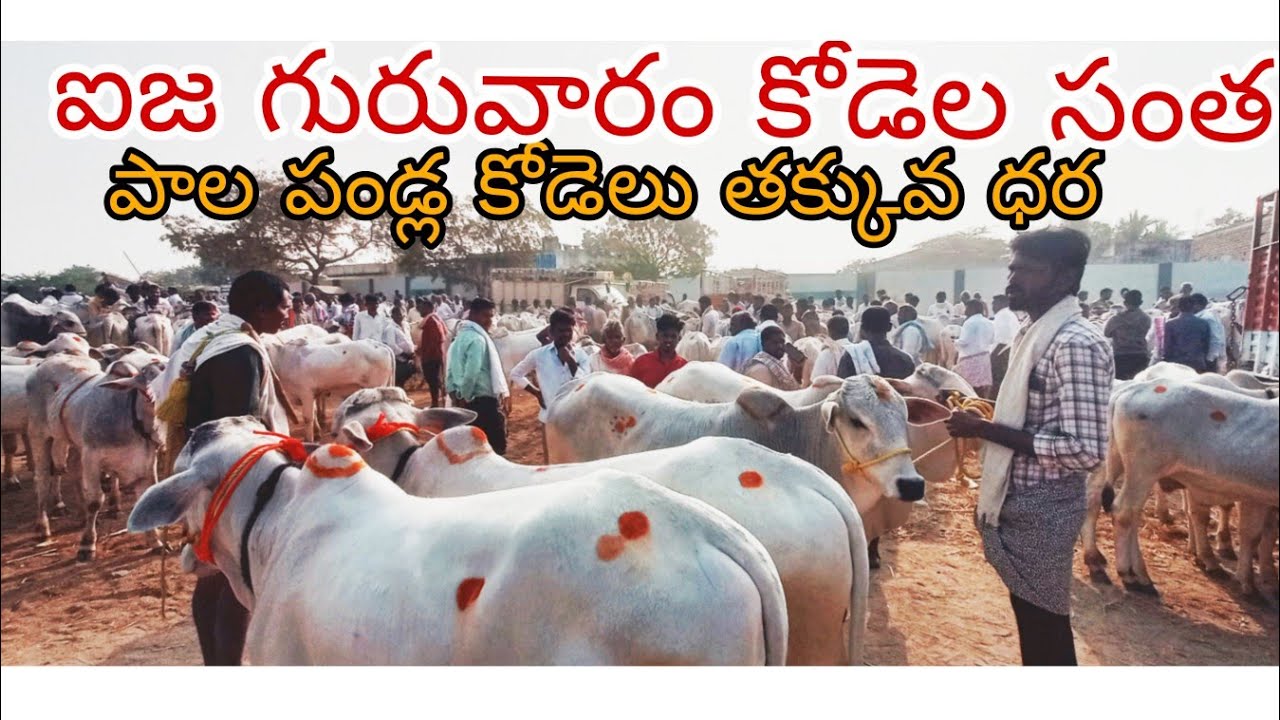 ఐజ గురువారం సంతలో ఒంగోలు జాతి పాల పండ్ల కోడెల 🔥 తక్కువ ధరలో టాప్ క్వాలిటీ కోడెలు  | Ieeja Market 