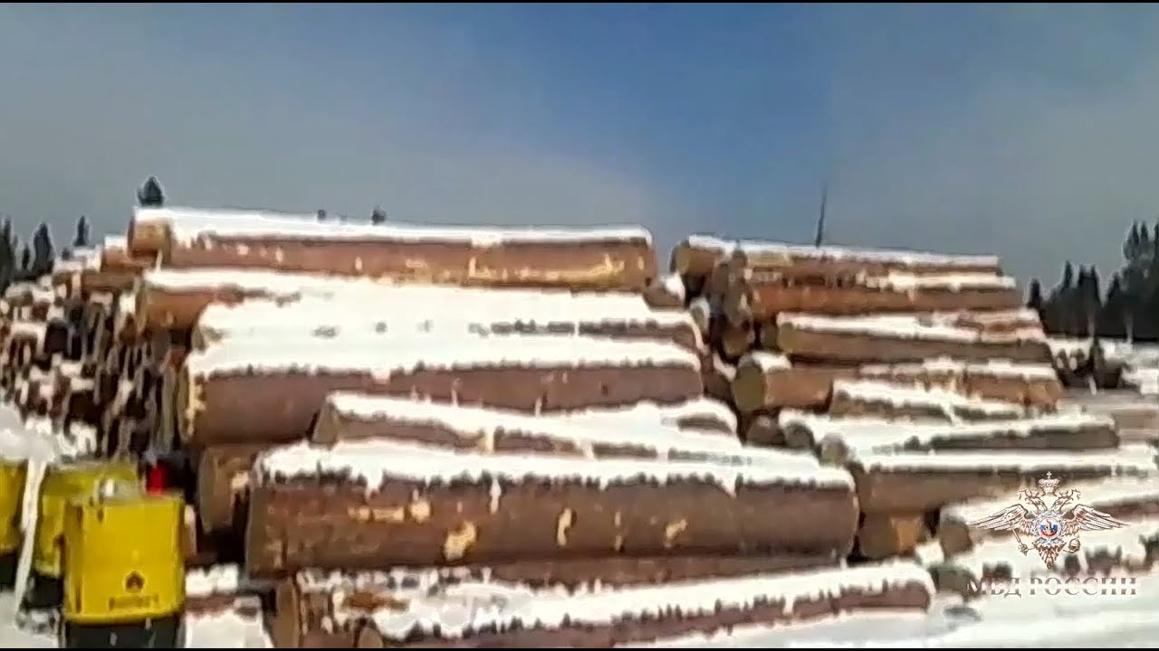 Сотрудники МВД России в Иркутской области задержали «черных лесорубов»