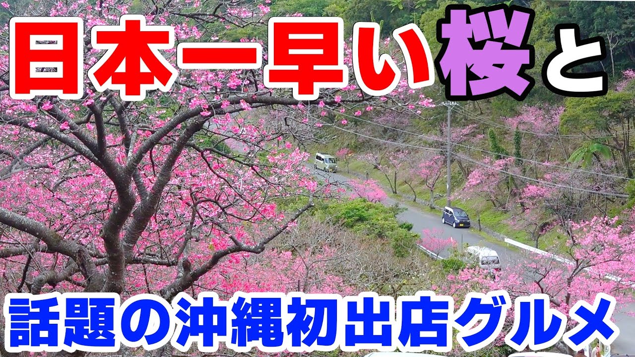 【沖縄初出店】日本一早い沖縄の桜と沖縄初出店の絶品グルメ
