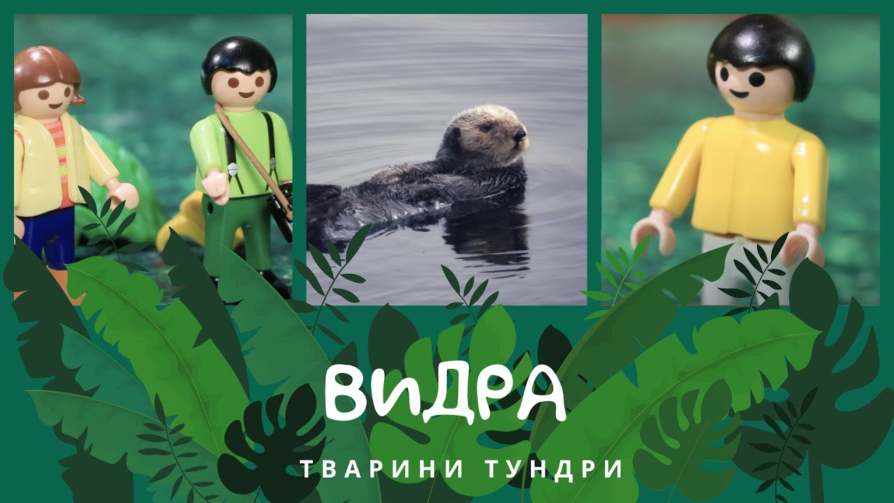 Видра. Тварини Тундри | КоМарко