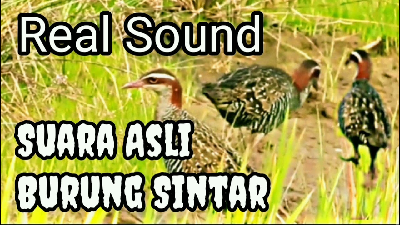 Suara Asli Burung Sintar Sawah‼️Mp3 suara sintar