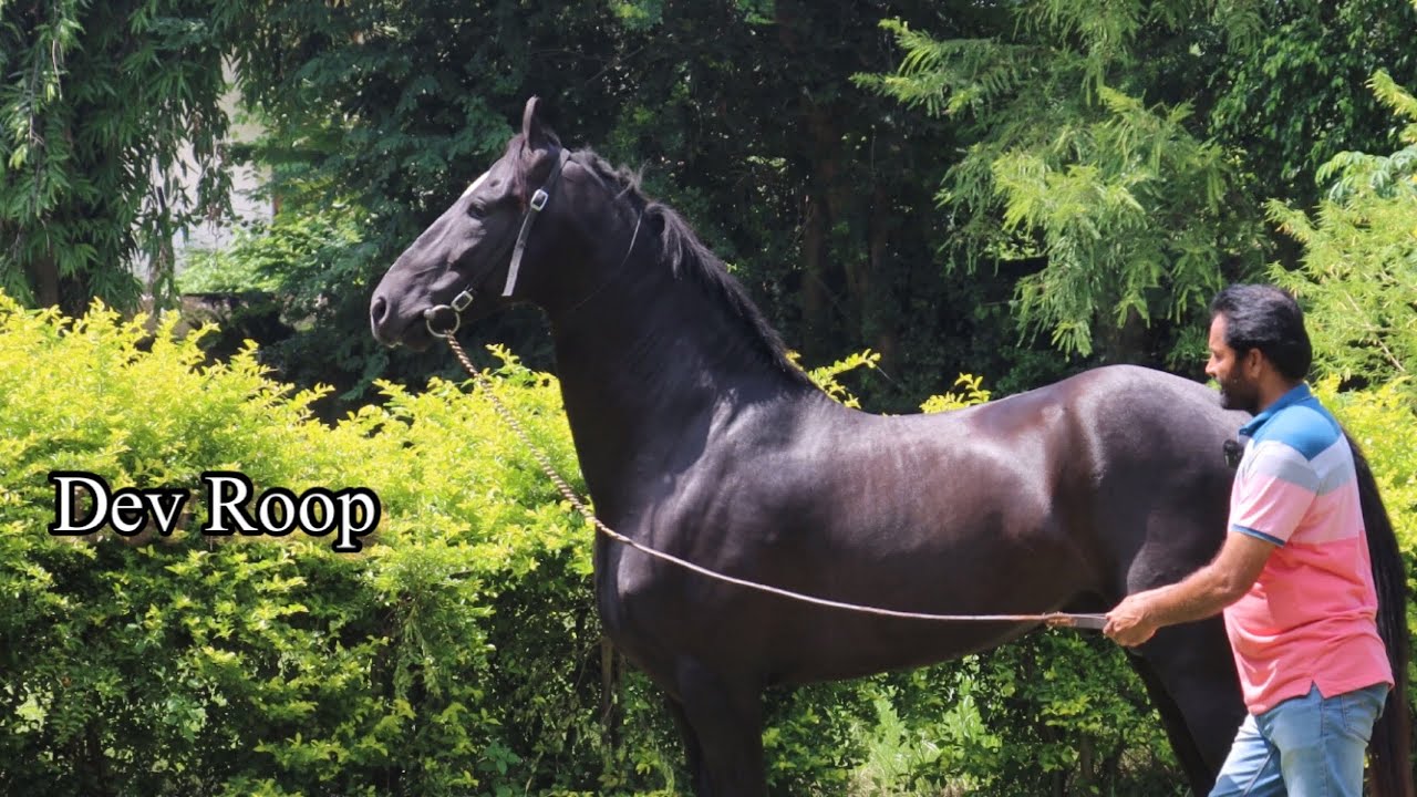 Dev Roop Marwari Horse From Dev Stud Farm 😳