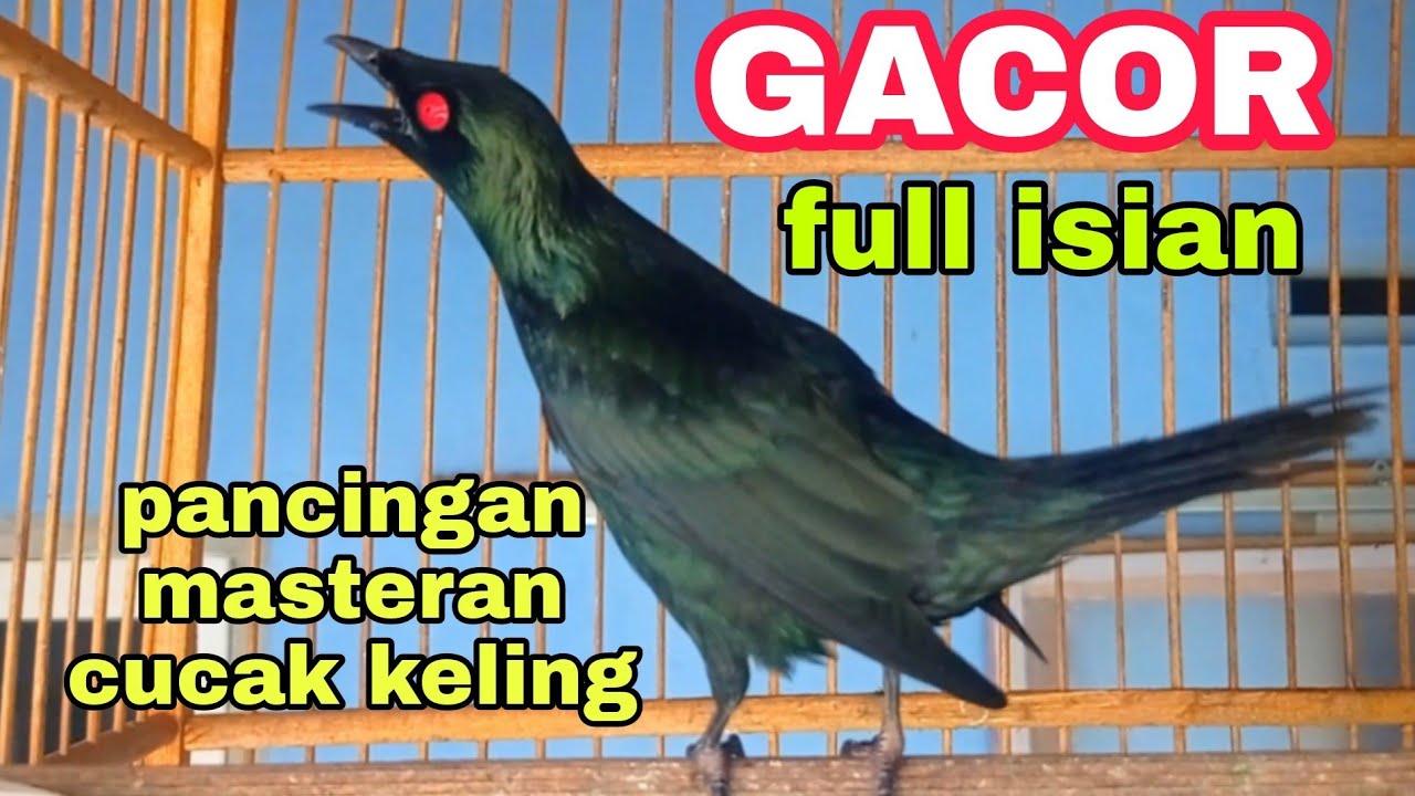pancingan cucak Keling gacor teler Full isian