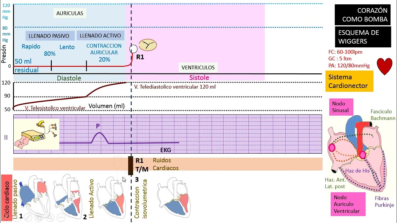 Fisiología Clase 11: Corazón como bomba, Diagrama de Wiggers