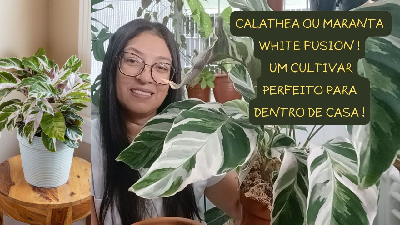 Como cuidar de Calathea white fusion ou Maranta white fusion