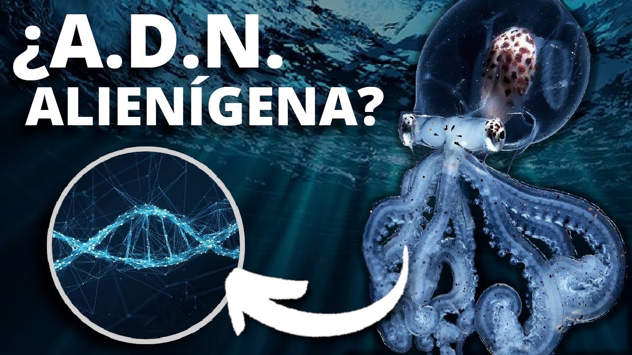 Los pulpos, los primeros animales realmente inteligentes de la Tierra