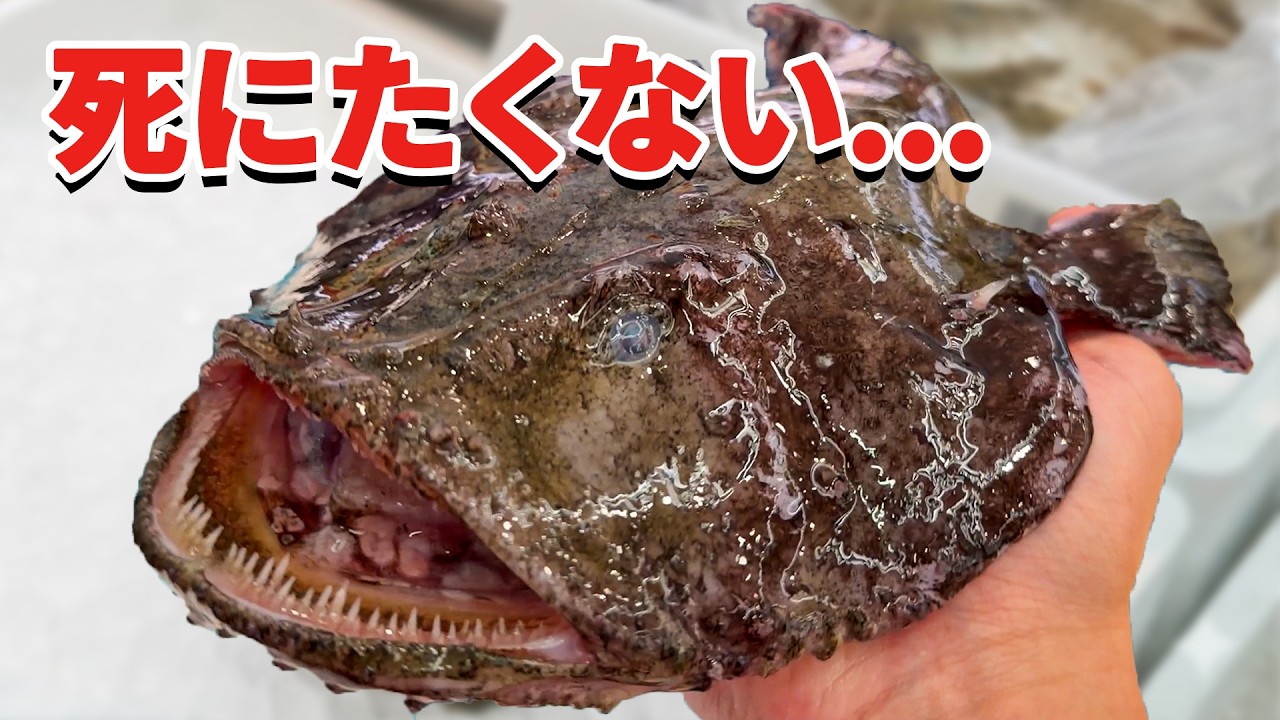 スーパーに売れ残っていたアンコウを飼育してみると&hellip;