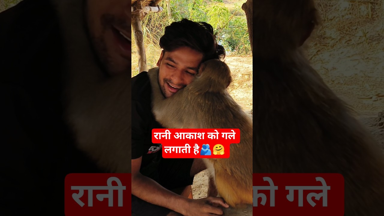 मंकी रानी आकाश को गले लगती है #ranivlogrbl #shorts #you