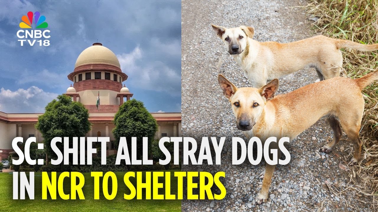 Supreme Court: Shift All Stray Dogs In NCR To Shelters | Delhi Government | N18V
