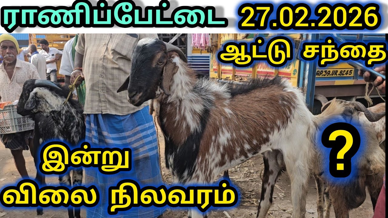 ராணிப்பேட்டை ஆட்டு சந்தை இன்று 27.02.2026 விலை நிலவரம் Ranipet goat market 