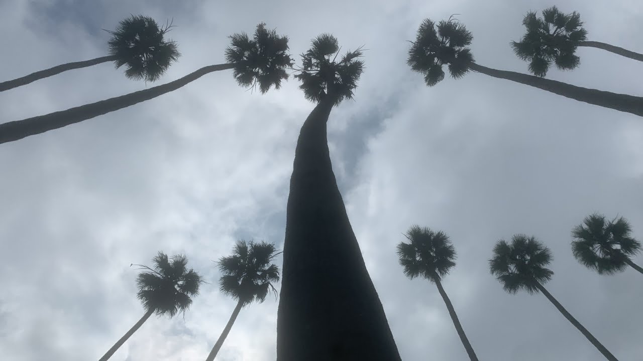 Oldest Mexican fan palms in Los Angeles