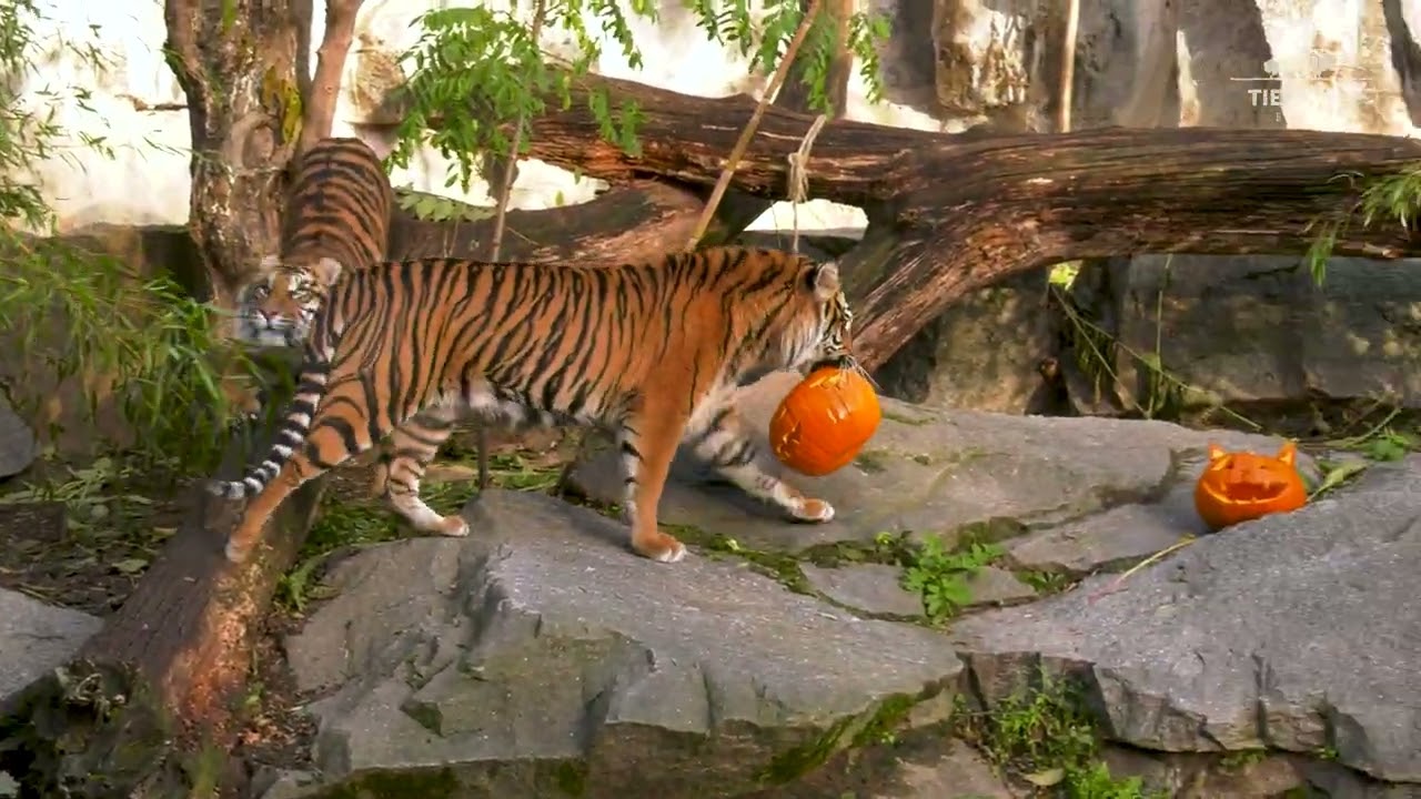 Halloween 2025 im Tierpark Berlin