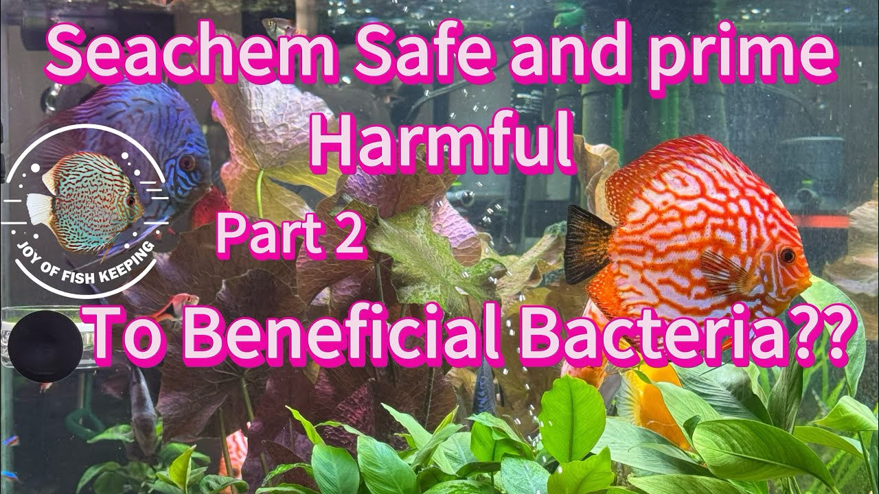 Seachem Safe and Prime: вреден ли он для полезных бактерий? Часть 2