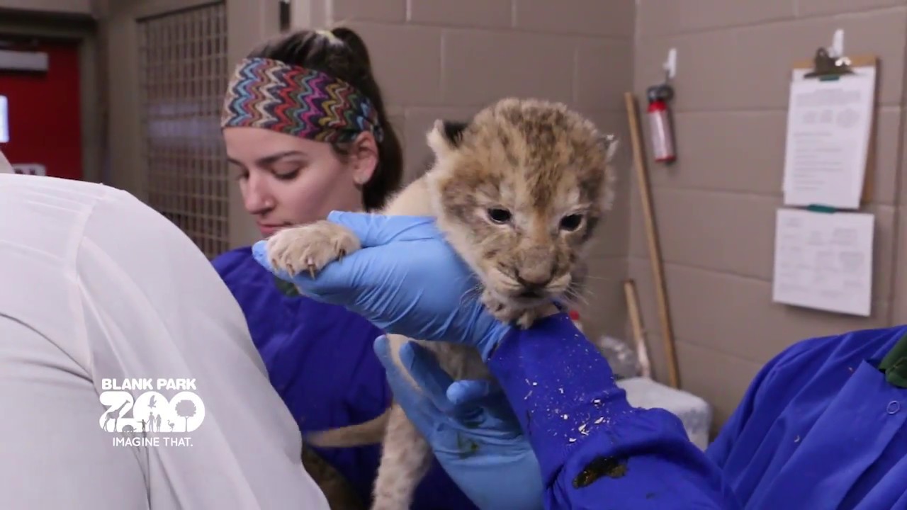 Lion Cubs Born at Blank Park Zoo