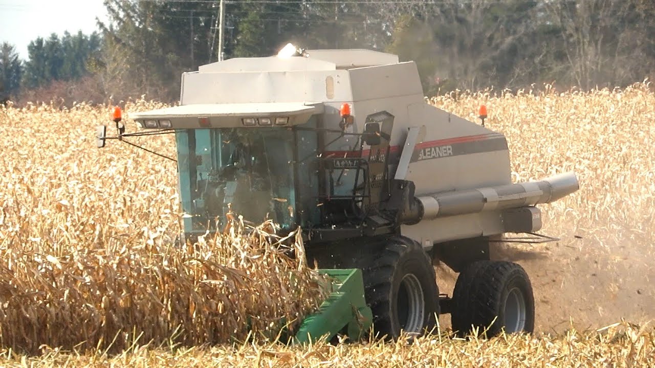 Corn Harvest 2023 | Gleaner R52 Combine Harvesting Corn | Ontario, Canada