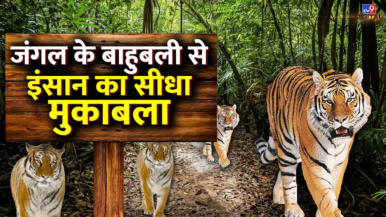 LIVE: जंगल के बाहुबली से इंसान का सीधा मुकाबला  |  Drishyam | Latest NewsLive |