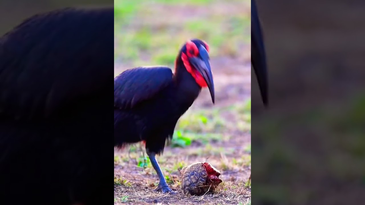 dangerous bird 🐦 #birdsinflight #birdingphotography #birdingadventures #birdsinfocus #birdingpassion