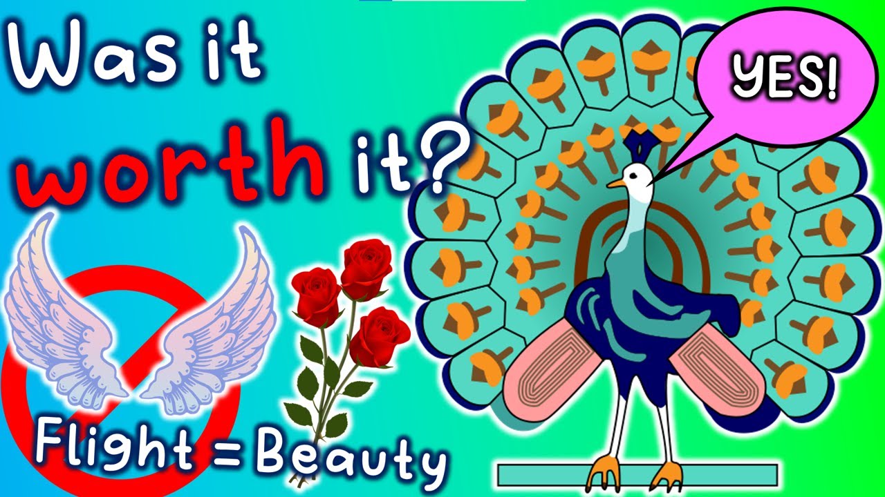 The Peacock Song 🦚 | 'You Trade Your Wings' | Songs for learning English
