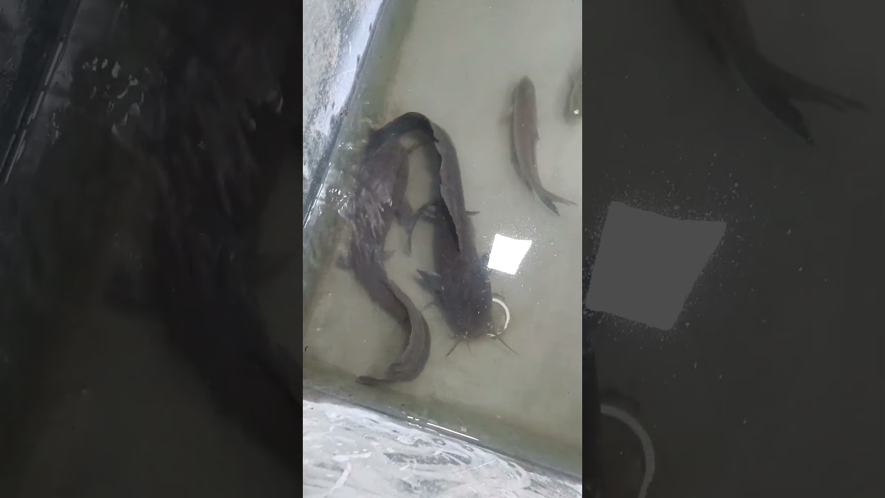 Magura Maccha / Cat Fish #shorts #catfish #magura #aquariumfish #youtubeshorts