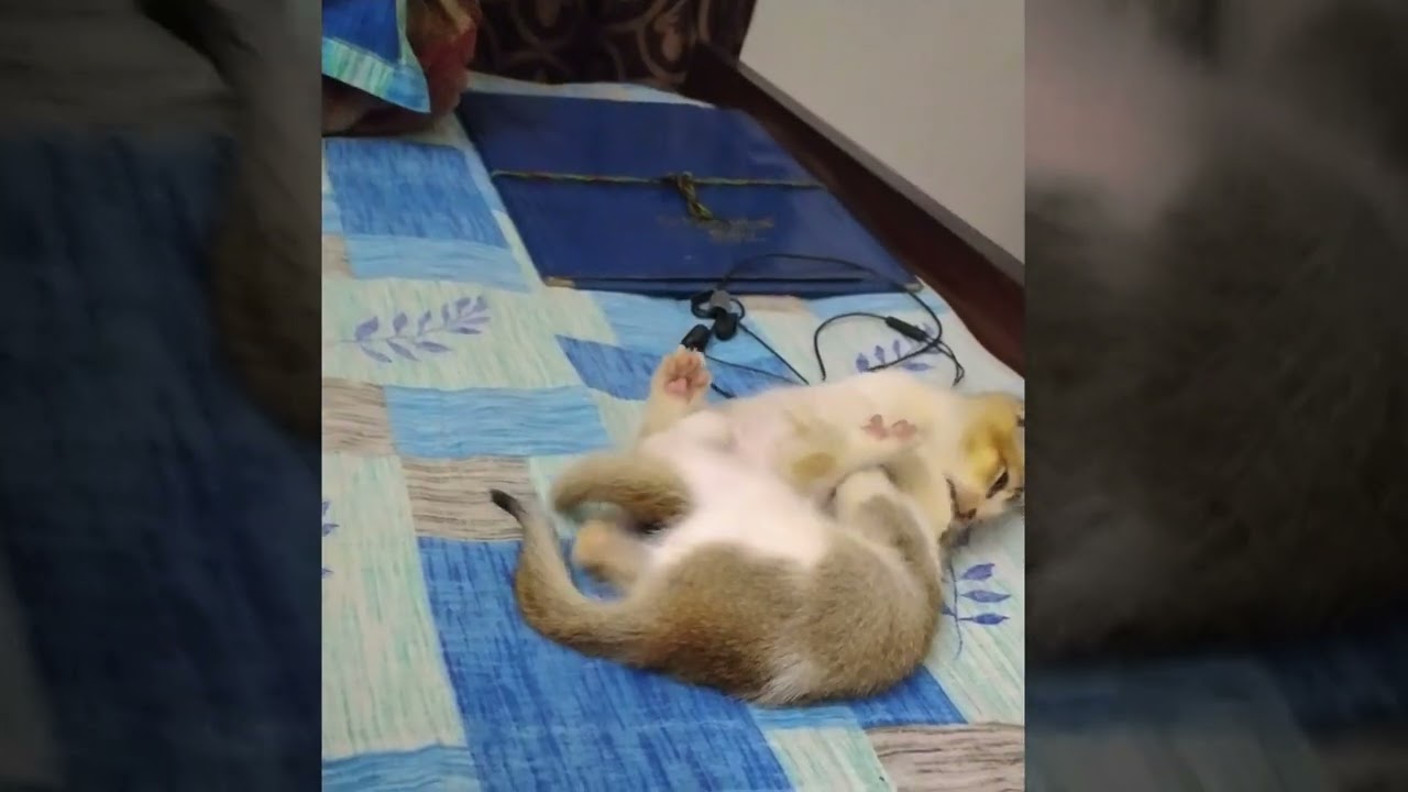 Cat Video かわいい猫