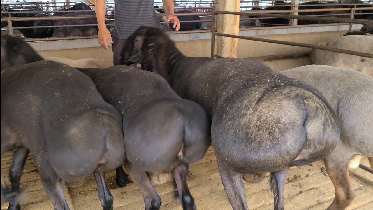 НАСИЛДОР КУЧКОРЛАР КУЗИ ХАЛИ ☎️+998997882521☎️