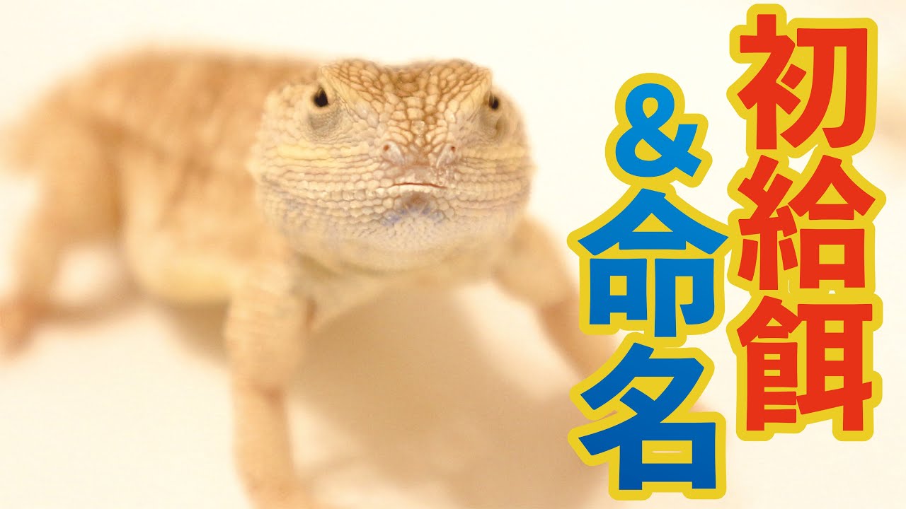 【お迎え】テイラーカワリアガマが可愛すぎる‼️
