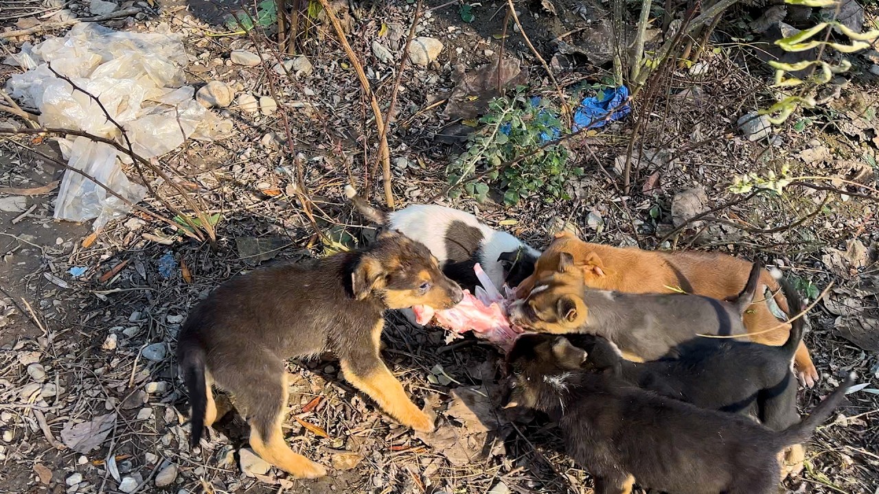 Все щенки хотят съесть один и тот же кусок мяса 🐶