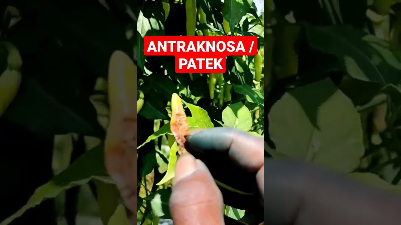 Mengatasi Cabe Yang Terkena Patek