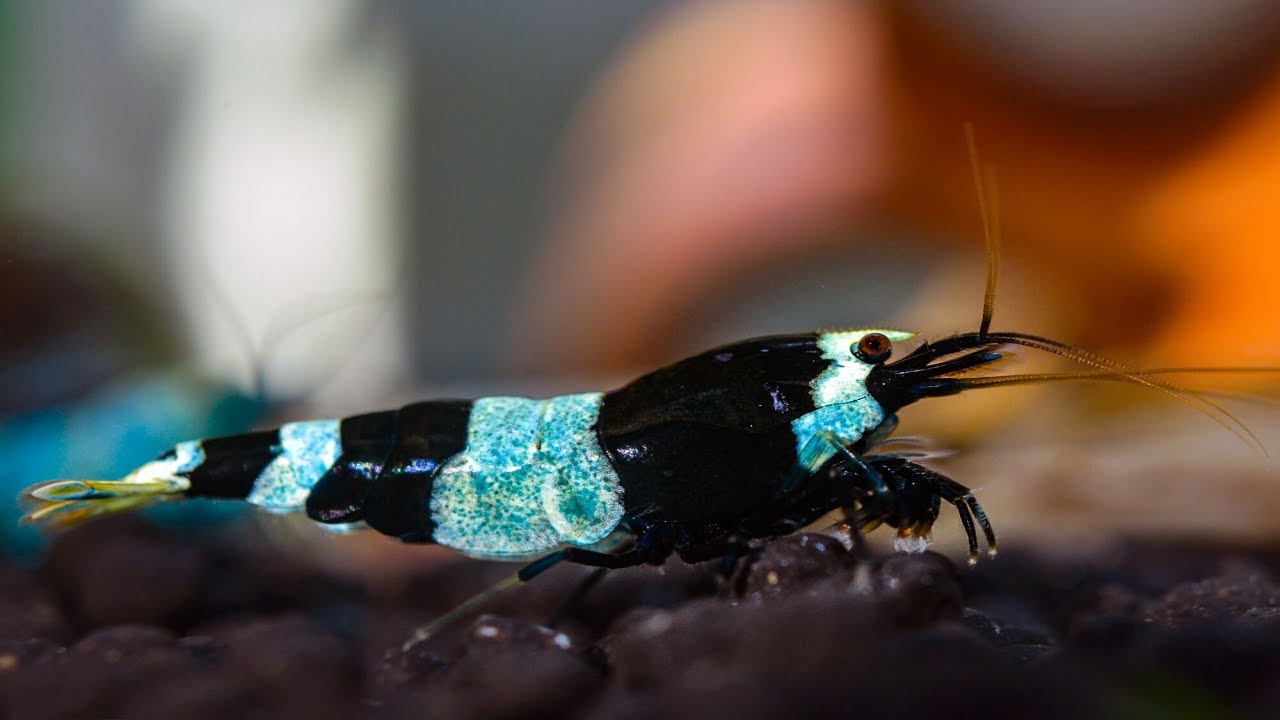 International shrimp contest 2021