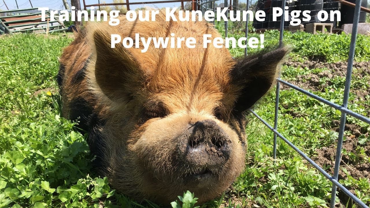 Installing & Training our Kune Kune Pigs/Pasture Raised Pigs on Solar Electric Polywire Fence!