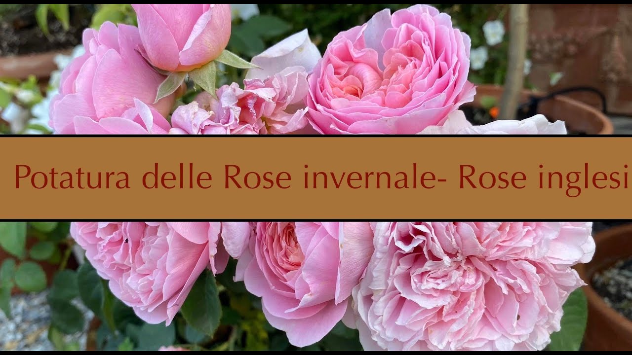 Rose - Rose Inglesi/ potatura invernale