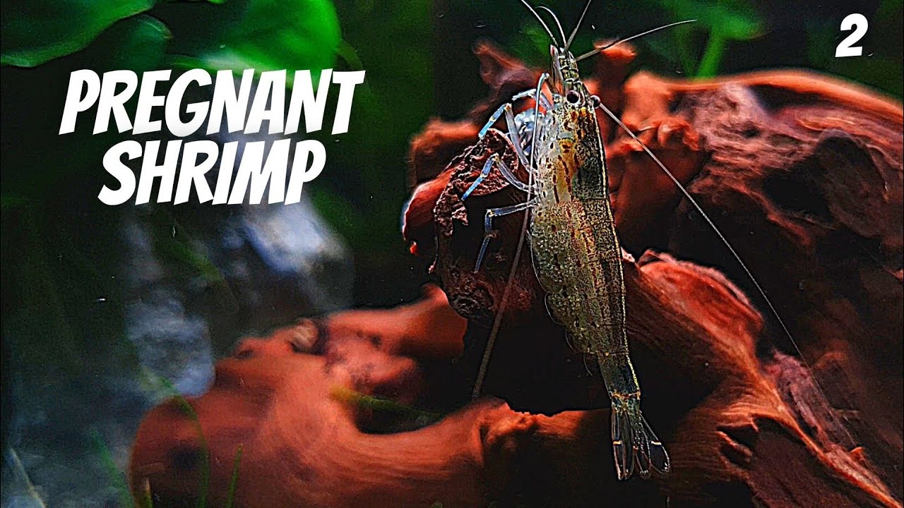 Shrimp Giving Birth To Shrimplets (EP2 Betta Tank) - Survival Of The Fittest