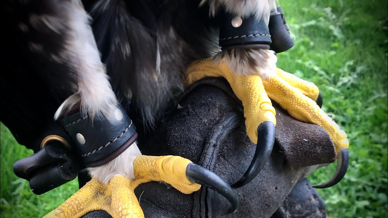 Fitting anklets and jess’s to Golden Eagle “Sako”