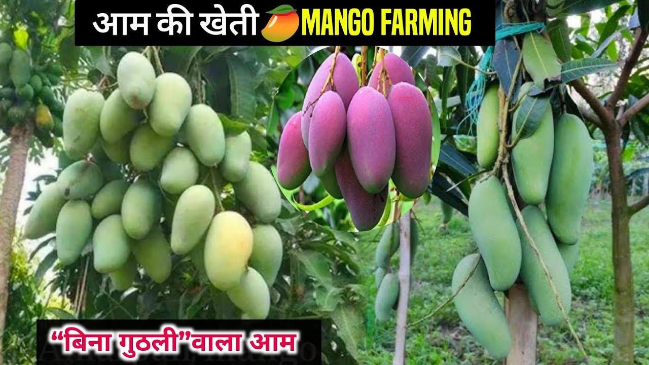आम की खेती 2025🥭Aam ki kheti kab aur kaise karen | mango farming A to Z jankari