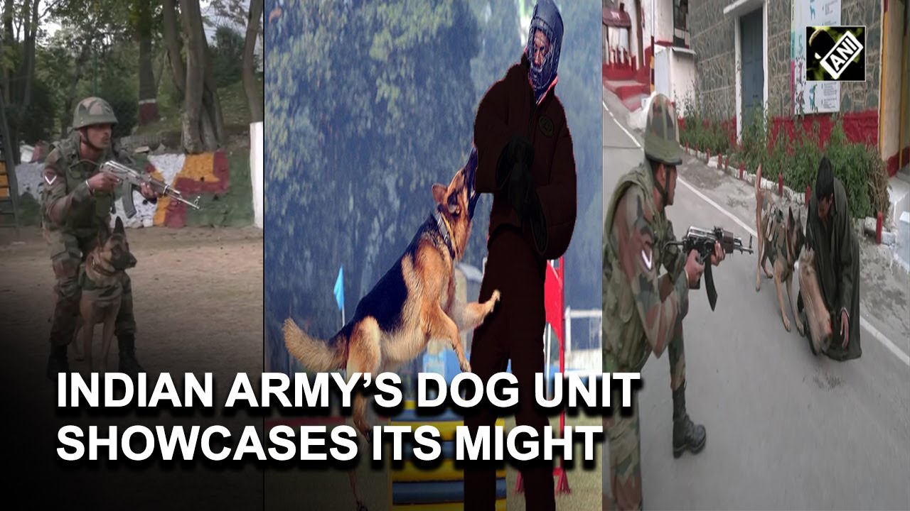 Canine warriors of Indian Army being trained to carry out search operations & attack terrorists