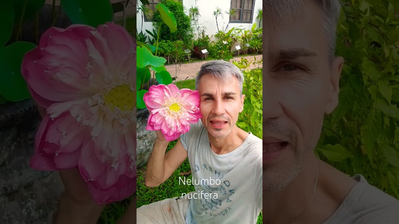 Лотос орехоносный. Nelumbo nucifera.
