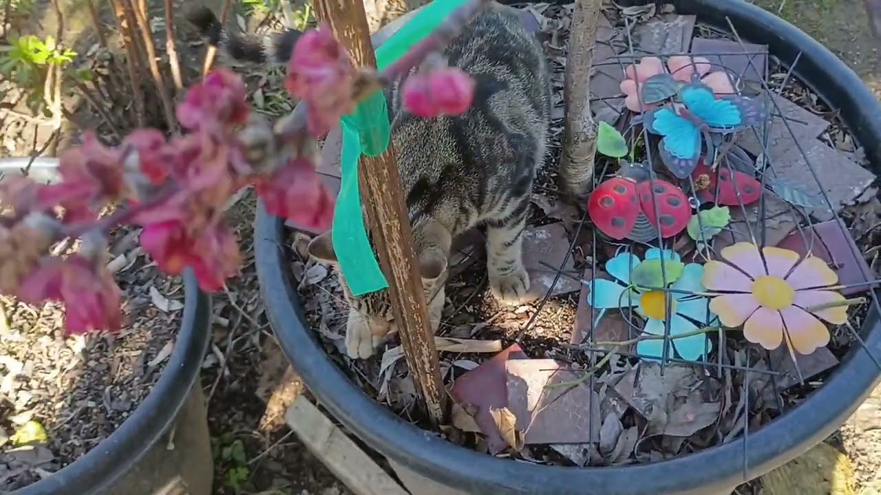 Saludandolos desde alguna parte del mundo 🌸😺🫶