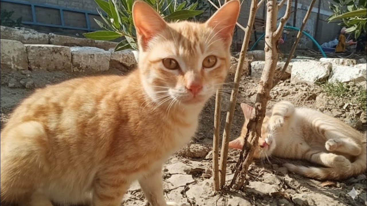 Cat Beautiful video 😻