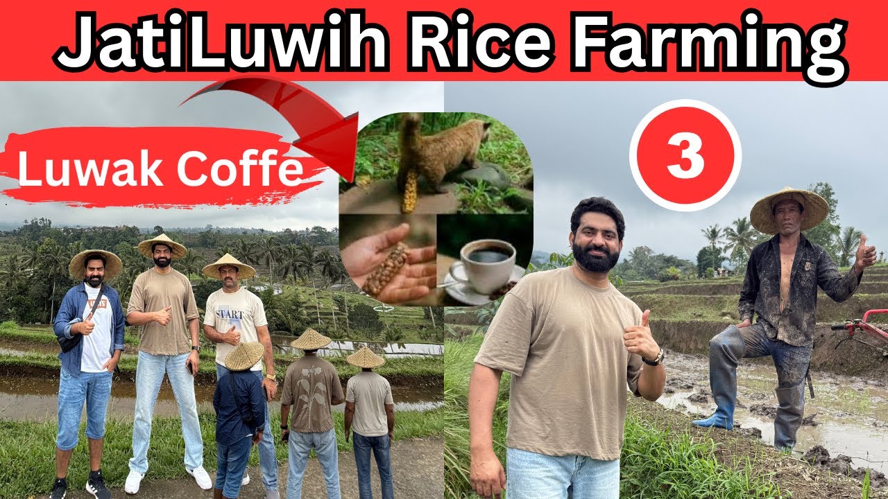 Billi wali Ta…. Coffee ☕️ | Luwak Cat | Jatiluwih Rice Terraces Farming Bali | Nasir Dhillon