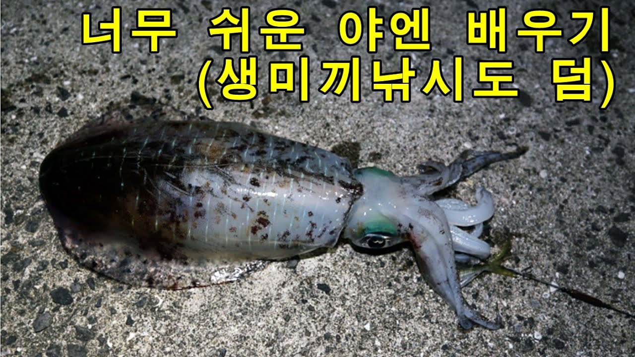 무늬오징어 야엔, 생미끼낚시 쉽습니다[배워보세요]