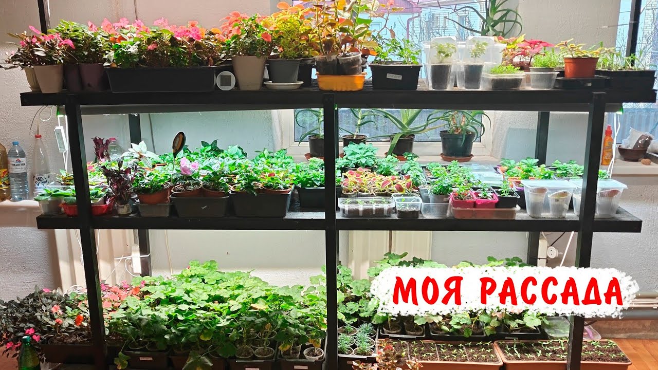 Моя рассада на 26 февраля, пеларгонии, бальзамины, эустомы, глоксинии, колеусы и др.