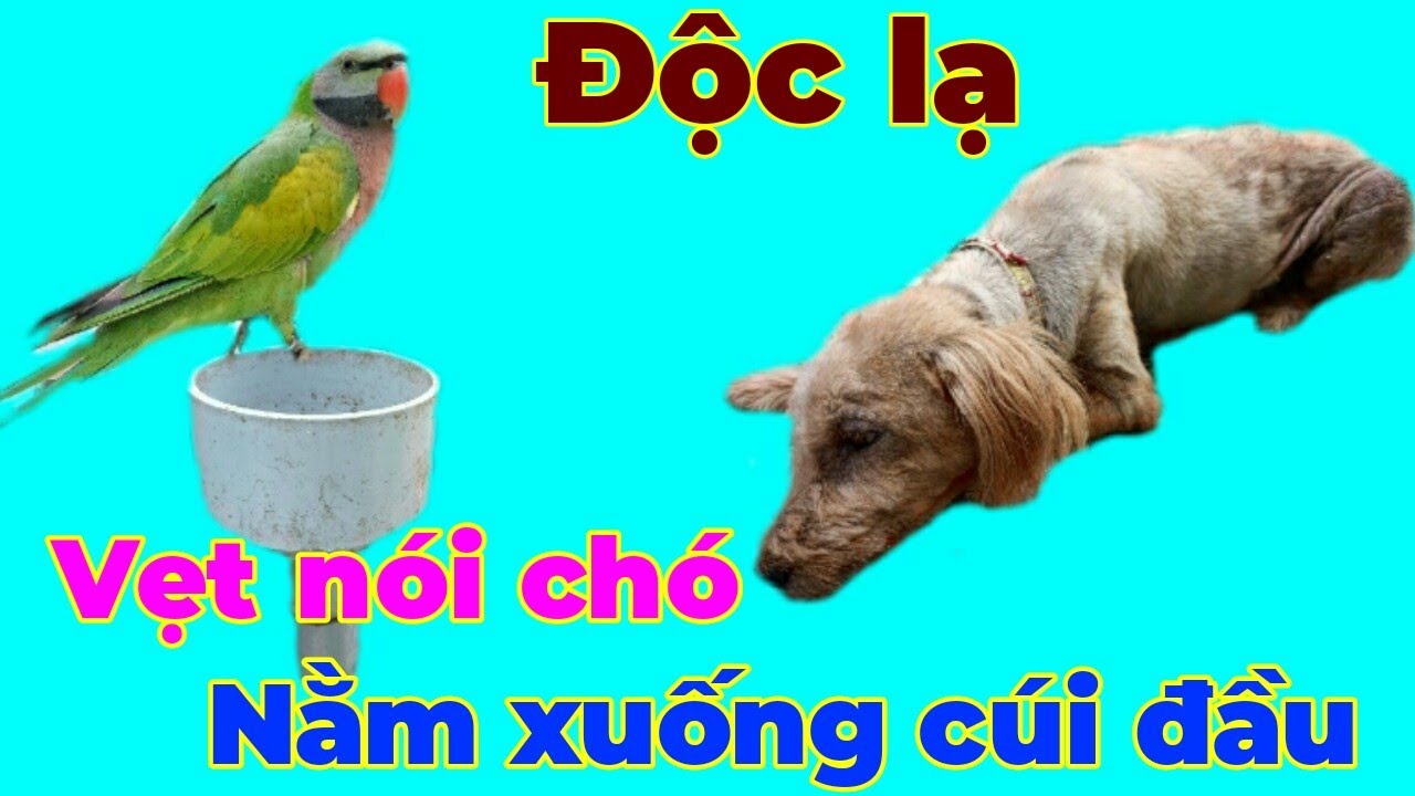 Độc lạ vẹt nói chó nằm xuống cúi đầu