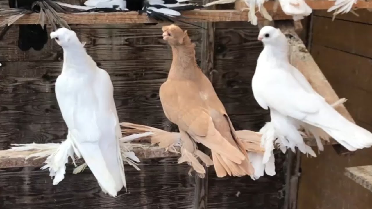 Бойные голуби лёт и игра с щелчком. Двухчубые голуби. Tauben. Pigeons