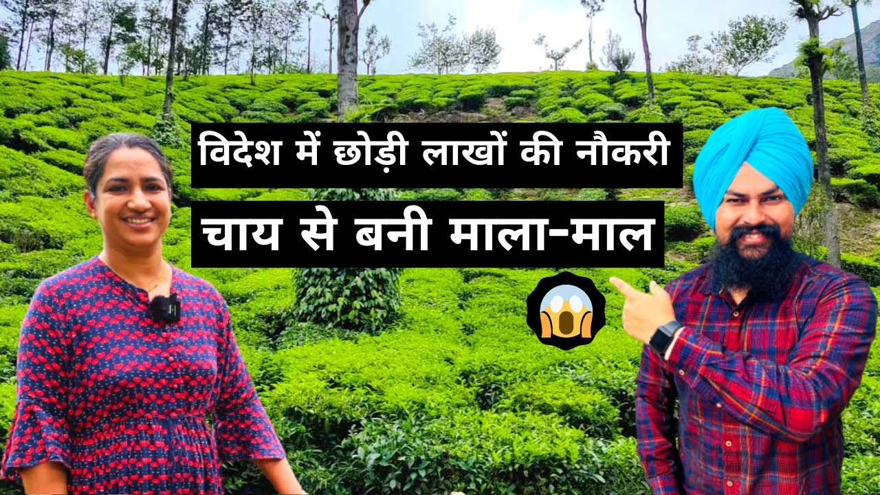 चाय पीने वालों चाय की खेती देखो☕Tea Farming In India | Tea Cultivation chai ki kheti Farming leader