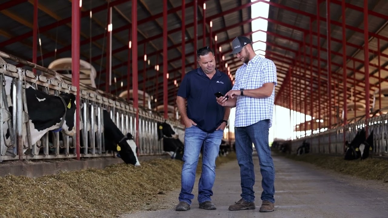 Alta COW WATCH, SmartEar, Nedap Now | Hidden Valley Dairy, USA
