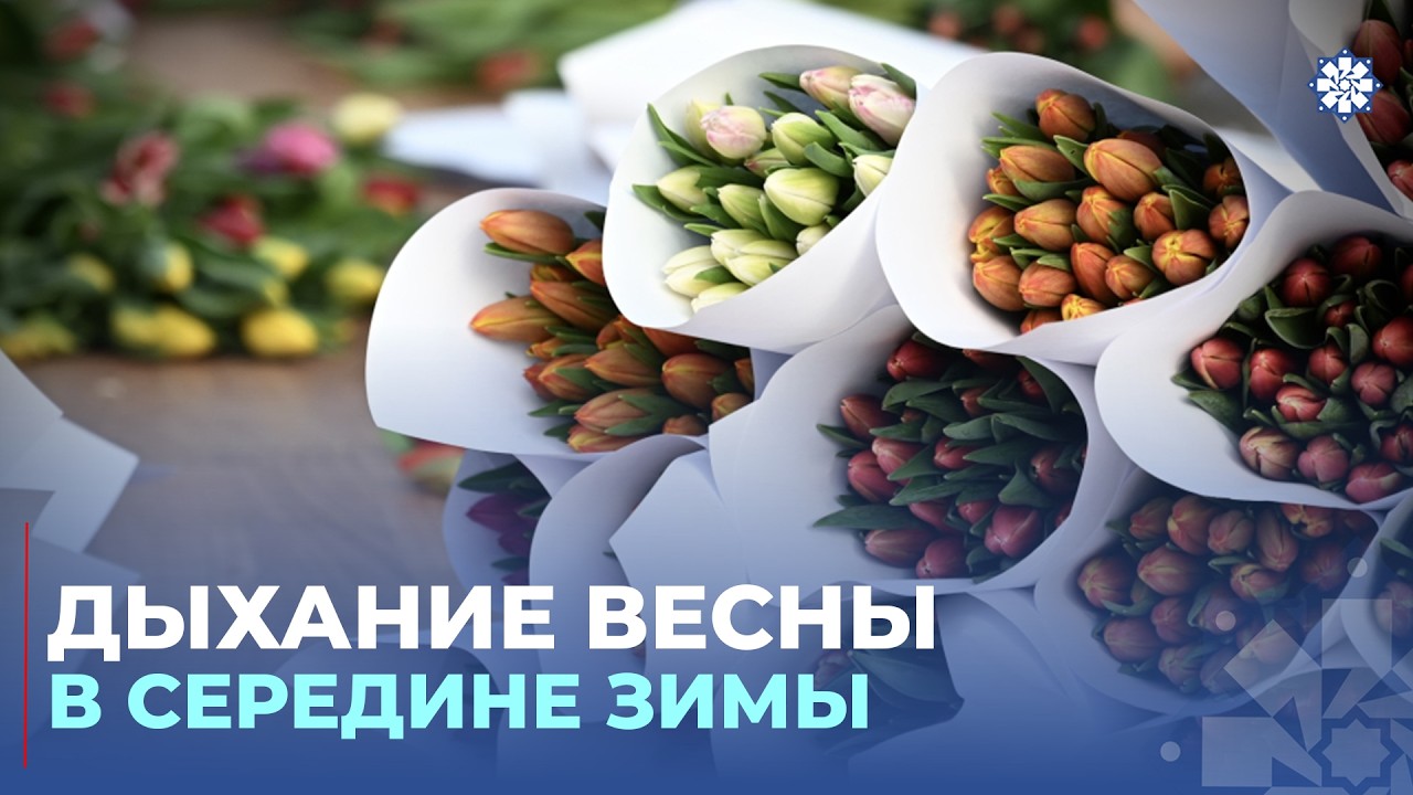 Cекрет тюльпанов, привезенных из Нидерландов