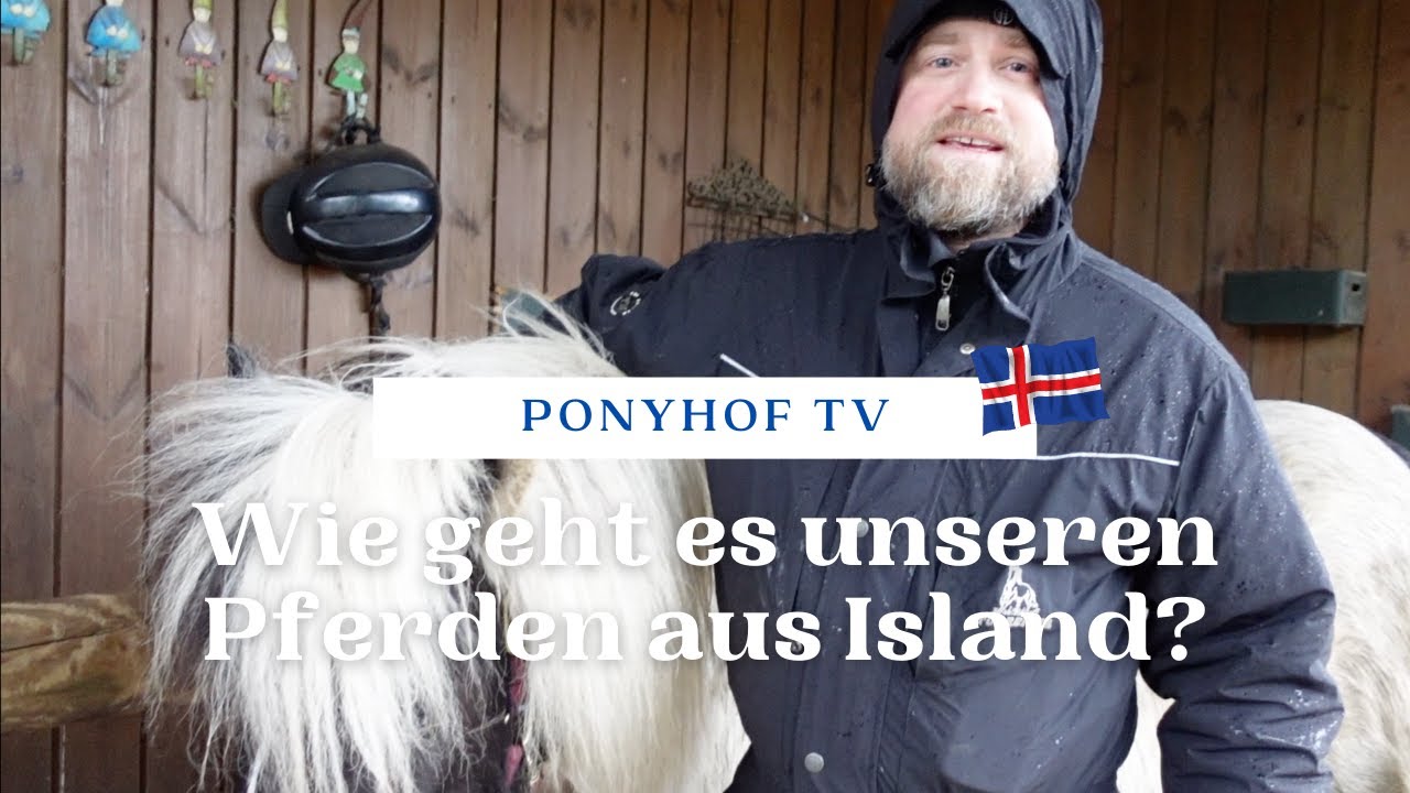 Wie geht es unseren Pferden aus Island? Einen Monat nach dem Import