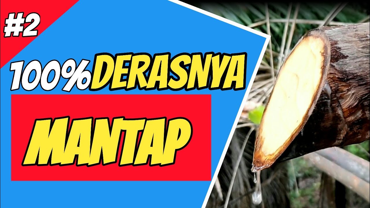 CARA MENDERAS AREN 100% Sudah Terbukti Derasnya MANTAP - Menyadap Aren |PART2| PETANI AREN |